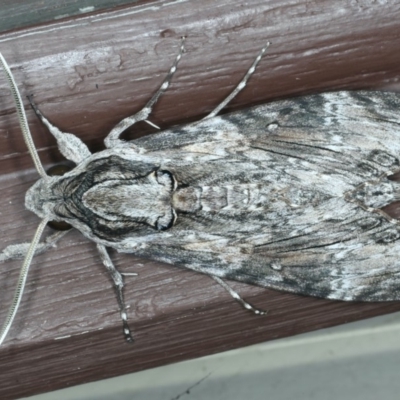 Agrius convolvuli (Convolvulus Hawk Moth) at Lilli Pilli, NSW - 16 Jan 2020 by jb2602