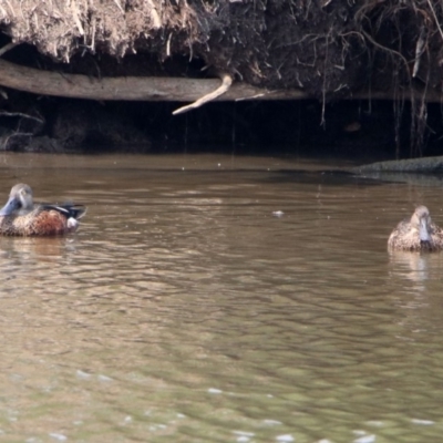 Spatula rhynchotis (Australasian Shoveler) at Fyshwick, ACT - 18 Jan 2020 by RodDeb