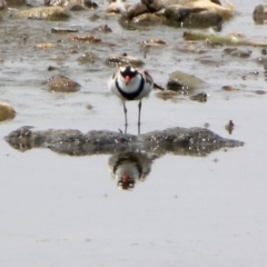 Charadrius melanops (Black-fronted Dotterel) at Jerrabomberra Wetlands - 18 Jan 2020 by RodDeb