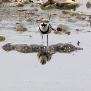 Charadrius melanops at Fyshwick, ACT - 18 Jan 2020 02:31 PM