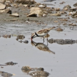 Charadrius melanops at Fyshwick, ACT - 18 Jan 2020 02:31 PM