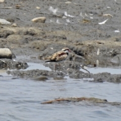 Charadrius melanops at Fyshwick, ACT - 18 Jan 2020