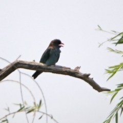 Eurystomus orientalis (Dollarbird) at Fyshwick, ACT - 18 Jan 2020 by RodDeb