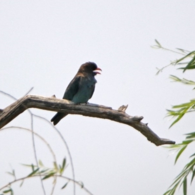 Eurystomus orientalis (Dollarbird) at Jerrabomberra Wetlands - 18 Jan 2020 by RodDeb