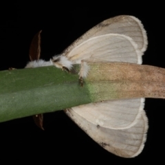 Iropoca rotundata (Iropoca rotundata) at Lilli Pilli, NSW - 16 Jan 2020 by jb2602