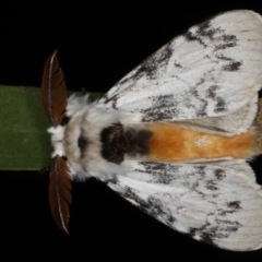 Iropoca rotundata at Lilli Pilli, NSW - 16 Jan 2020