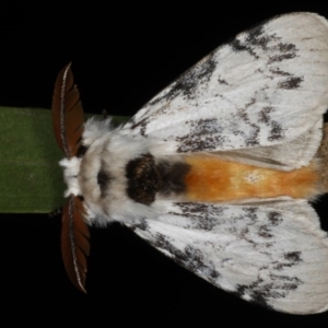 Iropoca rotundata at Lilli Pilli, NSW - 16 Jan 2020