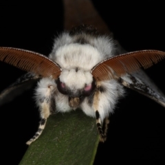 Iropoca rotundata at Lilli Pilli, NSW - 16 Jan 2020 10:07 PM