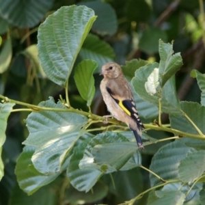 Carduelis carduelis at Fyshwick, ACT - 18 Jan 2020 02:09 PM