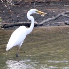 Ardea alba (Great Egret) at Fyshwick, ACT - 18 Jan 2020 by RodDeb