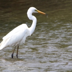 Ardea alba at Fyshwick, ACT - 18 Jan 2020