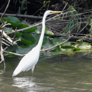 Ardea alba at Fyshwick, ACT - 18 Jan 2020