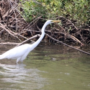 Ardea alba at Fyshwick, ACT - 18 Jan 2020