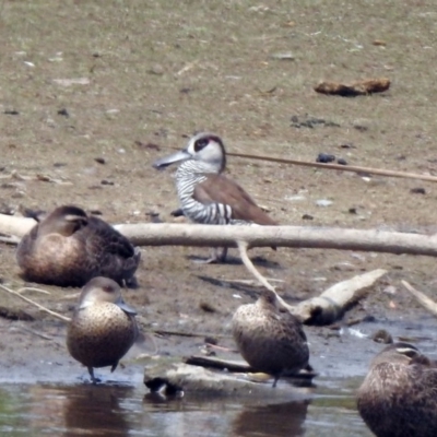 Malacorhynchus membranaceus (Pink-eared Duck) at Jerrabomberra Wetlands - 18 Jan 2020 by RodDeb
