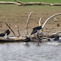 Threskiornis spinicollis (Straw-necked Ibis) at Fyshwick, ACT - 18 Jan 2020 by RodDeb