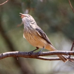 Pachycephala rufiventris (Rufous Whistler) at Fyshwick, ACT - 18 Jan 2020 by RodDeb