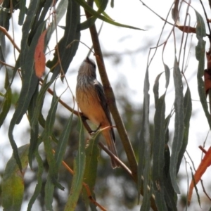 Pachycephala rufiventris at Fyshwick, ACT - 18 Jan 2020