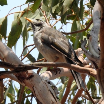 Manorina melanocephala (Noisy Miner) at Fyshwick, ACT - 18 Jan 2020 by RodDeb