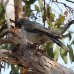 Manorina melanocephala at Fyshwick, ACT - 18 Jan 2020