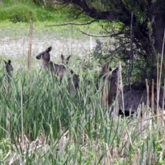 Macropus giganteus (Eastern Grey Kangaroo) at Fyshwick, ACT - 18 Jan 2020 by RodDeb