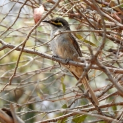 Caligavis chrysops (Yellow-faced Honeyeater) at Jerrabomberra Wetlands - 18 Jan 2020 by RodDeb