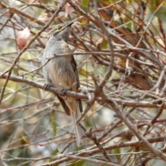 Caligavis chrysops at Kingston, ACT - 18 Jan 2020