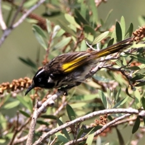 Phylidonyris novaehollandiae at Fyshwick, ACT - 18 Jan 2020