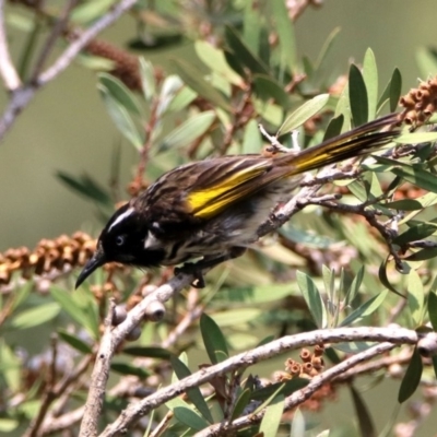 Phylidonyris novaehollandiae (New Holland Honeyeater) at Fyshwick, ACT - 18 Jan 2020 by RodDeb