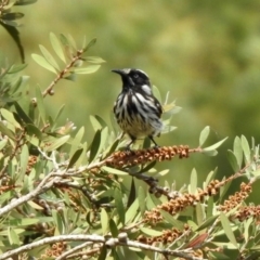 Phylidonyris novaehollandiae at Fyshwick, ACT - 18 Jan 2020