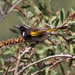 Phylidonyris novaehollandiae at Fyshwick, ACT - 18 Jan 2020 12:37 PM