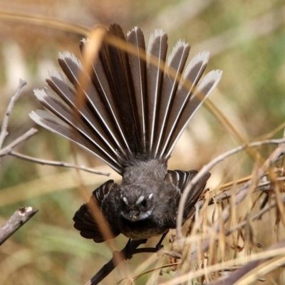 Rhipidura albiscapa (Grey Fantail) at Fyshwick, ACT - 18 Jan 2020 by RodDeb