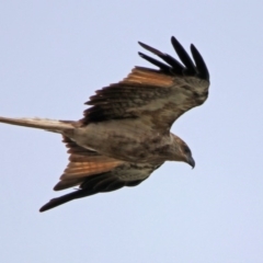Haliastur sphenurus (Whistling Kite) at Fyshwick, ACT - 18 Jan 2020 by RodDeb