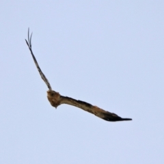 Haliastur sphenurus at Fyshwick, ACT - 18 Jan 2020