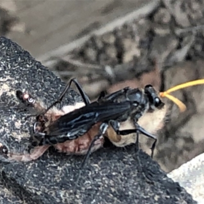 Pompilidae (family) (Unidentified Spider wasp) at Sutton, NSW - 11 Jan 2020 by Whirlwind