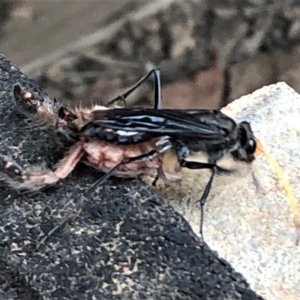 Pompilidae (family) at Sutton, NSW - 11 Jan 2020