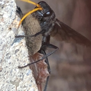 Pompilidae (family) at Sutton, NSW - 11 Jan 2020