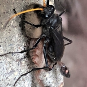 Pompilidae (family) at Sutton, NSW - 11 Jan 2020