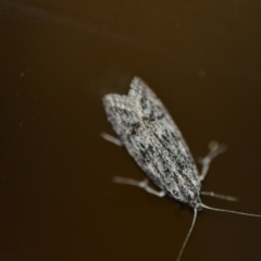 Anomozancla scopariella (A Concealer moth) at Wamboin, NSW - 27 Dec 2019 by natureguy