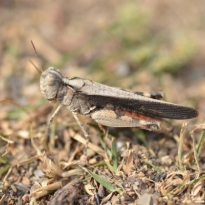 Austroicetes sp. (genus) (A grasshopper) at Wamboin, NSW - 27 Dec 2019 by natureguy