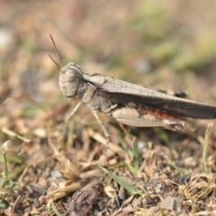 Austroicetes sp. (genus) at Wamboin, NSW - 27 Dec 2019 07:14 PM