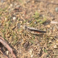 Austroicetes sp. (genus) at Wamboin, NSW - 27 Dec 2019