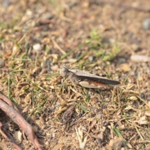 Austroicetes sp. (genus) at Wamboin, NSW - 27 Dec 2019 07:14 PM