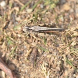 Austroicetes sp. (genus) at Wamboin, NSW - 27 Dec 2019 07:14 PM