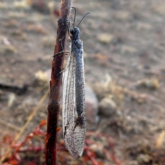 Glenoleon meteoricus (Patch-wing Glenoleon) at Jerrabomberra, NSW - 19 Jan 2020 by Wandiyali