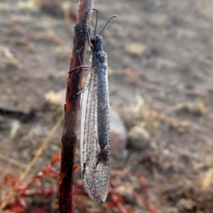 Glenoleon meteoricus at Jerrabomberra, NSW - 20 Jan 2020