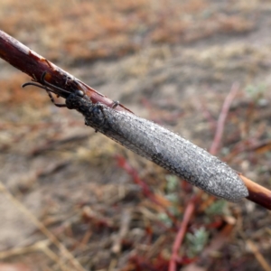 Glenoleon meteoricus at Jerrabomberra, NSW - 20 Jan 2020