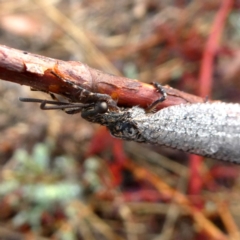 Glenoleon meteoricus at Jerrabomberra, NSW - 20 Jan 2020