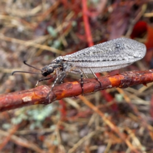 Glenoleon meteoricus at Jerrabomberra, NSW - 20 Jan 2020