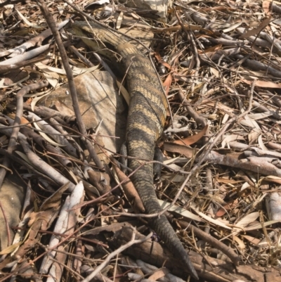 Tiliqua scincoides scincoides (Eastern Blue-tongue) at Illilanga & Baroona - 20 Dec 2019 by Illilanga