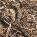 Tiliqua scincoides scincoides at Michelago, NSW - 20 Dec 2019